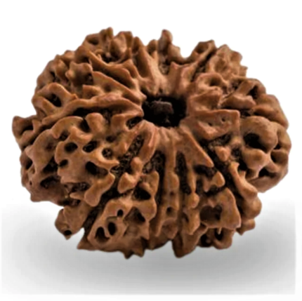Natural Certified 10 Mukhi Rudraksha - Origin: Nepal (Size:16-19 MM)