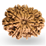 Natural Certified 11 Mukhi Rudraksha - Origin: Nepal (Size:16-19 MM)