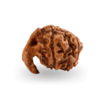 Ganesh Rudraksha- Medium Size - Origin: Nepal (Size: 16-19 MM) - Image 3
