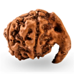 Ganesh Rudraksha- Medium Size - Origin: Nepal (Size: 16-19 MM) - Image 2