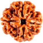 Natural Certified 4 Mukhi Rudraksha - Origin: Nepal (Size:16-19 MM) - Image 2
