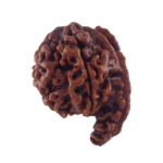 Ganesh Rudraksha- Medium Size - Origin: Nepal (Size: 16-19 MM) - Image 4
