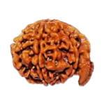 Ganesh Rudraksha- Medium Size - Origin: Nepal (Size: 16-19 MM)