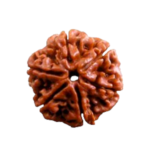 Natural Certified 6 Mukhi Rudraksha - Origin: Nepal (Size:16-19 MM)