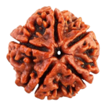 Natural Certified 5 Mukhi Rudraksha - Origin: Nepal (Size:16-19 MM) - Image 2