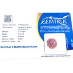 Natural Certified 8 Mukhi Rudraksha - Origin: Java Indonesia (Size:14-16 MM) - Image 3