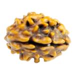 Natural Certified 2 Mukhi Rudraksha-Big Size-Origin: Nepal (Size:17-20 MM)