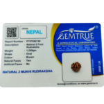 Natural Certified 2 Mukhi Rudraksha-Origin: Nepal (Size:14-17 MM) - Image 3