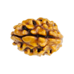 Natural Certified 2 Mukhi Rudraksha-Origin: Nepal (Size:14-17 MM)