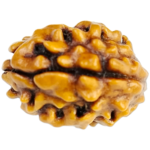 Natural Certified 2 Mukhi Rudraksha-Origin: Nepal (Size:14-17 MM) - Image 2