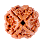 Natural Certified 4 Mukhi Rudraksha-Big Size-Origin: Nepal (Size:19-21 MM)