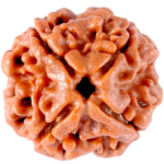Natural Certified 4 Mukhi Rudraksha-Big Size-Origin: Nepal (Size:19-21 MM) - Image 2