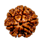 Natural Certified 6 Mukhi Rudraksha-Big Size-Origin: Nepal (Size:19-21 MM)
