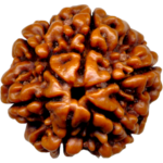 Natural Certified 6 Mukhi Rudraksha-Big Size-Origin: Nepal (Size:19-21 MM) - Image 2