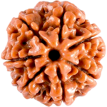 Natural Certified 7 Mukhi Rudraksha-Big Size-Origin: Nepal (Size:19-21 MM) - Image 2