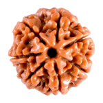 Natural Certified 7 Mukhi Rudraksha-Big Size-Origin: Nepal (Size:19-21 MM)
