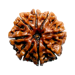 Natural Certified 8 Mukhi Rudraksha - Origin: Nepal (Size:16-19 MM)