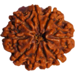 Natural Certified 9 Mukhi Rudraksha-Big Size-Origin: Nepal (Size:19-21 MM) - Image 2
