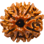 Natural Certified 10 Mukhi Rudraksha-Big Size-Origin: Nepal (Size:19-22 MM) - Image 2