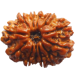 Natural Certified 12 Mukhi Rudraksha-Big Size-Origin: Nepal (Size:19-22 MM) - Image 2