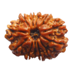 Natural Certified 12 Mukhi Rudraksha-Big Size-Origin: Nepal (Size:19-22 MM)