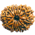 Natural Certified 13 Mukhi Rudraksha-Big Size-Origin: Nepal (Size: 22-24 MM) - Image 2