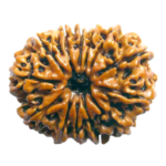 Natural Certified 13 Mukhi Rudraksha-Big Size-Origin: Nepal (Size: 22-24 MM)