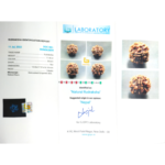 Natural Certified 1 Mukhi Rudraksha-Big Size-Origin: Nepal (Size:18-20 MM) - Image 3