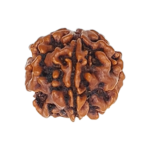 Natural Certified 1 Mukhi Rudraksha-Big Size-Origin: Nepal (Size:18-20 MM)