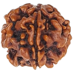 Natural Certified 1 Mukhi Rudraksha-Big Size-Origin: Nepal (Size:18-20 MM) - Image 2