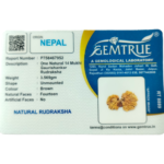 Natural Certified 14 Mukhi Gauri Shankar Ganesh Rudraksha-Big Size-Origin: Nepal-Size: 33.21 MM - Image 4