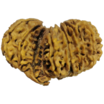 Natural Certified 14 Mukhi Gauri Shankar Ganesh Rudraksha-Big Size-Origin: Nepal-Size: 33.21 MM - Image 2