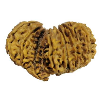 Natural Certified 14 Mukhi Gauri Shankar Ganesh Rudraksha-Big Size-Origin: Nepal-Size: 33.21 MM