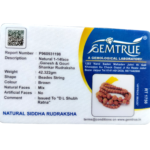 Natural Siddha Mala-1to14 Rudraksha+Gauri Shankar+Ganesh Rudraksha with Silver Capping - Image 3